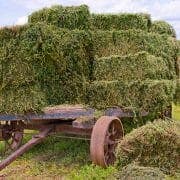 Hay Wagon Alfalfa for horses on a wagon in a field