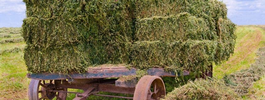 Alfalfa for horses on a wagon in a field