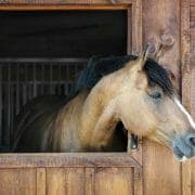 A horse looking out of the window of a stable