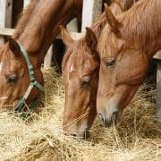 Side view portrait from group of grazing horses Horses eating hay