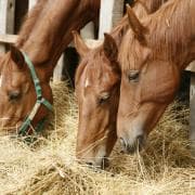 Horses eating hay