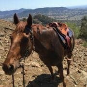 Poet gut health A horse wearing a saddle and bridle being led up a rocky hill