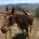 A horse wearing a saddle and bridle being led up a rocky hill