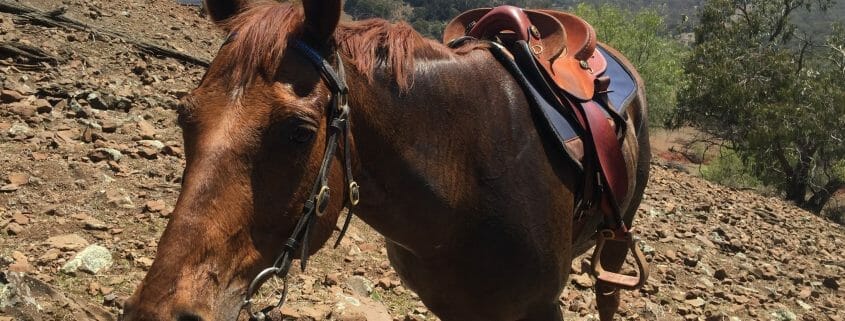 A horse wearing a saddle and bridle being led up a rocky hill