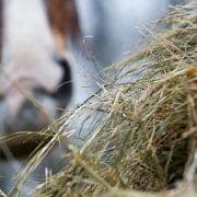 Hay and horse in the background Hay with a horse in the background