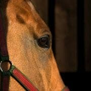 iStock_000007497334Medium A close up picture of the side of a horse's face