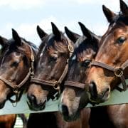 Four horses standing at fence