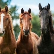 shutterstock_153831563 Three horses stand together looking at the camera
