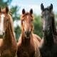 Three horses stand together looking at the camera