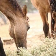 2 Pferde beim fressen a horse eating forage