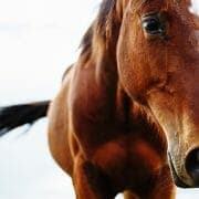 Portrait of beautiful red horse in summer Portrait of beautiful red horse in summer
