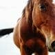 Portrait of beautiful red horse in summer