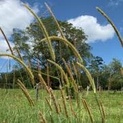 Photo of good pasture for feeding your horse