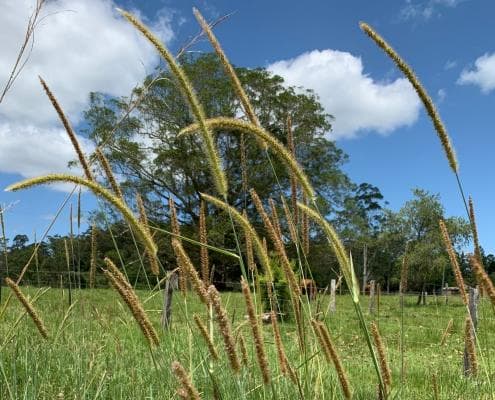Photo of good pasture for feeding your horse