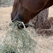 Rhodes v Teff 1 cover image A horse eating hay