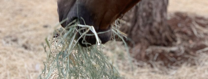 A horse eating hay