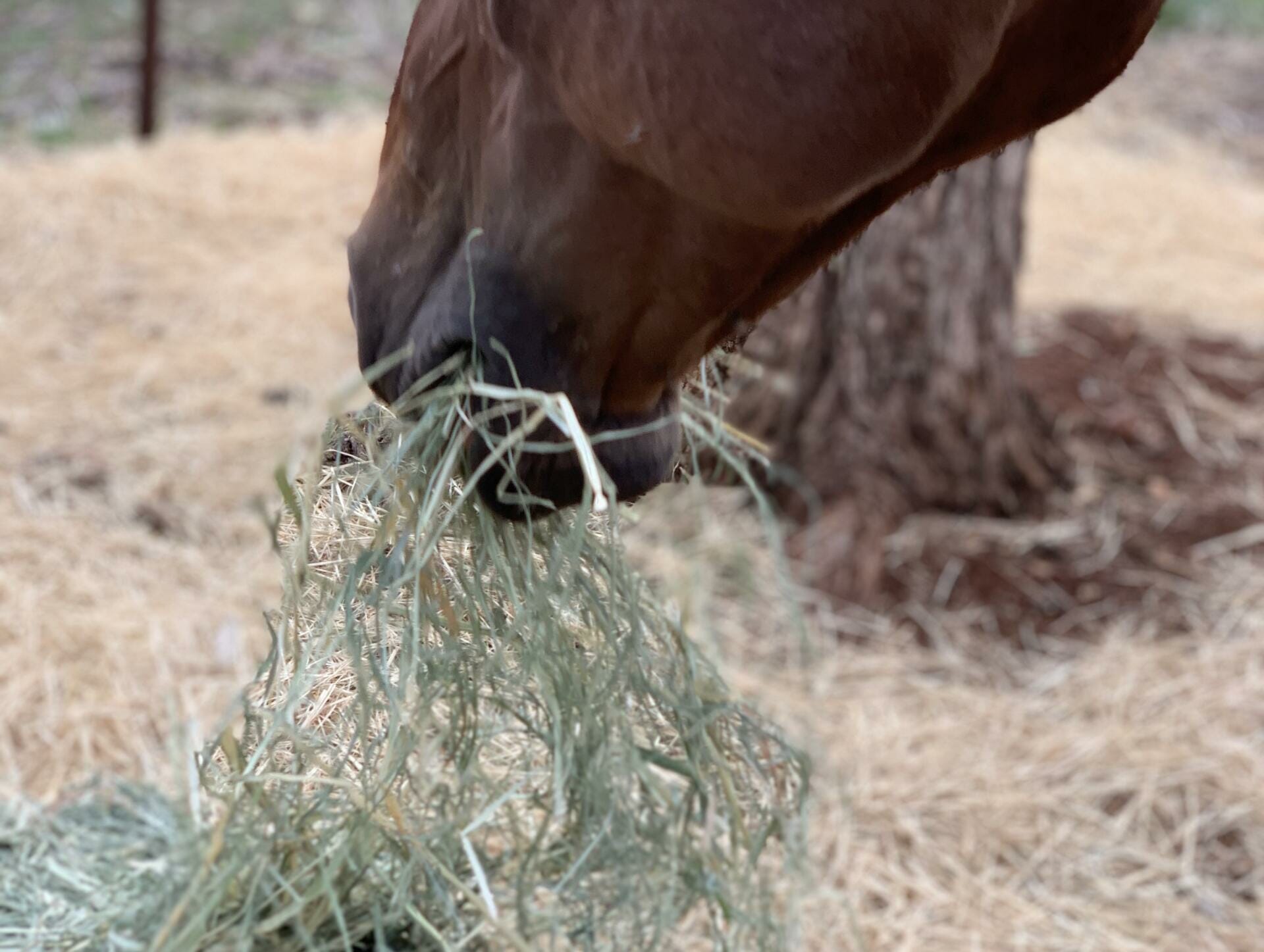 Teff Hay vs Rhodes Grass Hay
