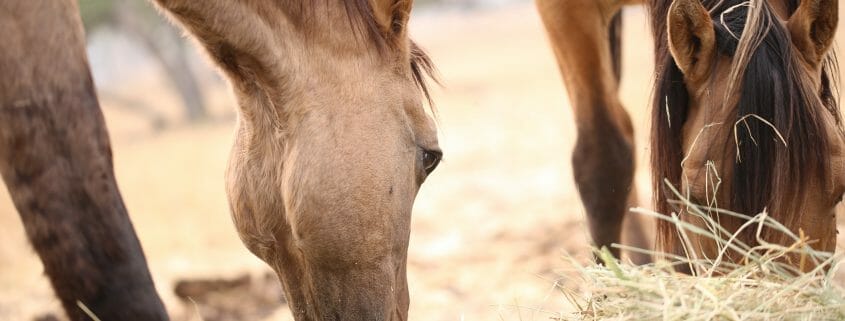Horses eating hay off the ground
