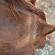 IMG_6119 A photo of a horse showing signs of sunbleaching behind the ears