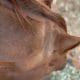 A photo of a horse showing signs of sunbleaching behind the ears