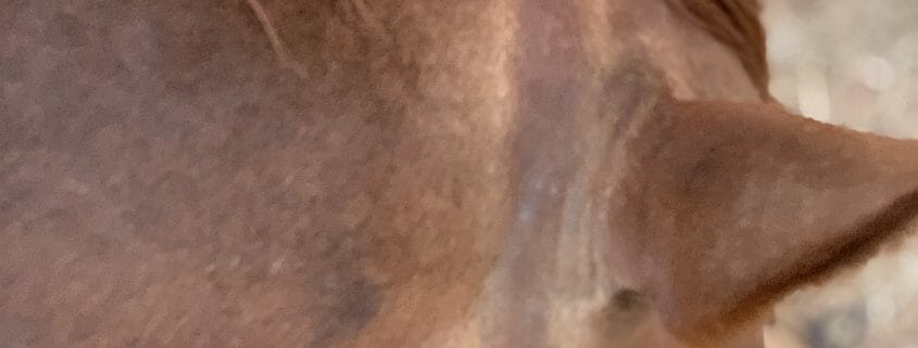 A photo of a horse showing signs of sunbleaching behind the ears