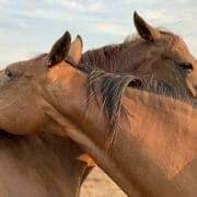 Muzzles 1 Two horses grooming each other affectionately