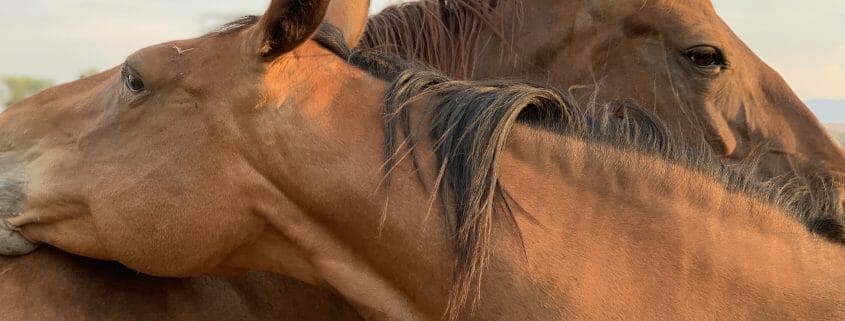 Two horses grooming each other affectionately