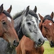 horses-1414889_1920 Three healthy horses standing in a field