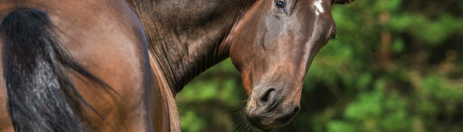 Dark bay horse looking back