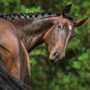 Dark brown horse looking bavk Dark bay horse looking back