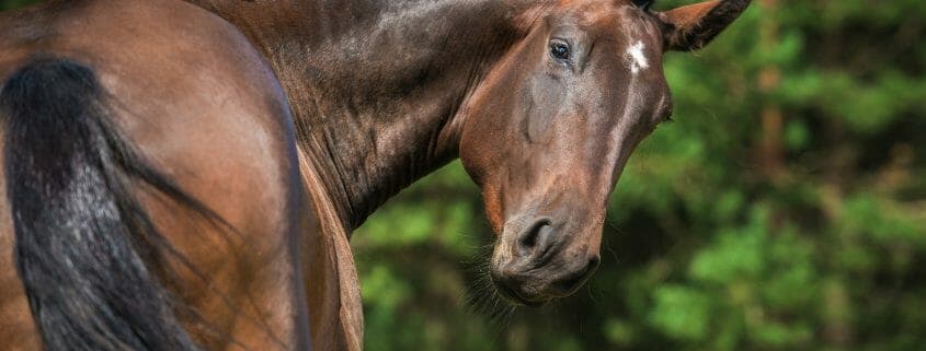 Dark bay horse looking back