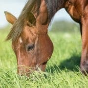 Horses in the summer pasture Horse grazing on forage, an important part of a healthy diet