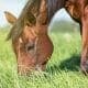 Horse grazing on forage, an important part of a healthy diet