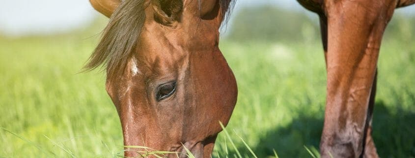 Horse grazing on forage, an important part of a healthy diet