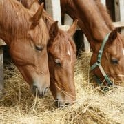 three horses eating hay