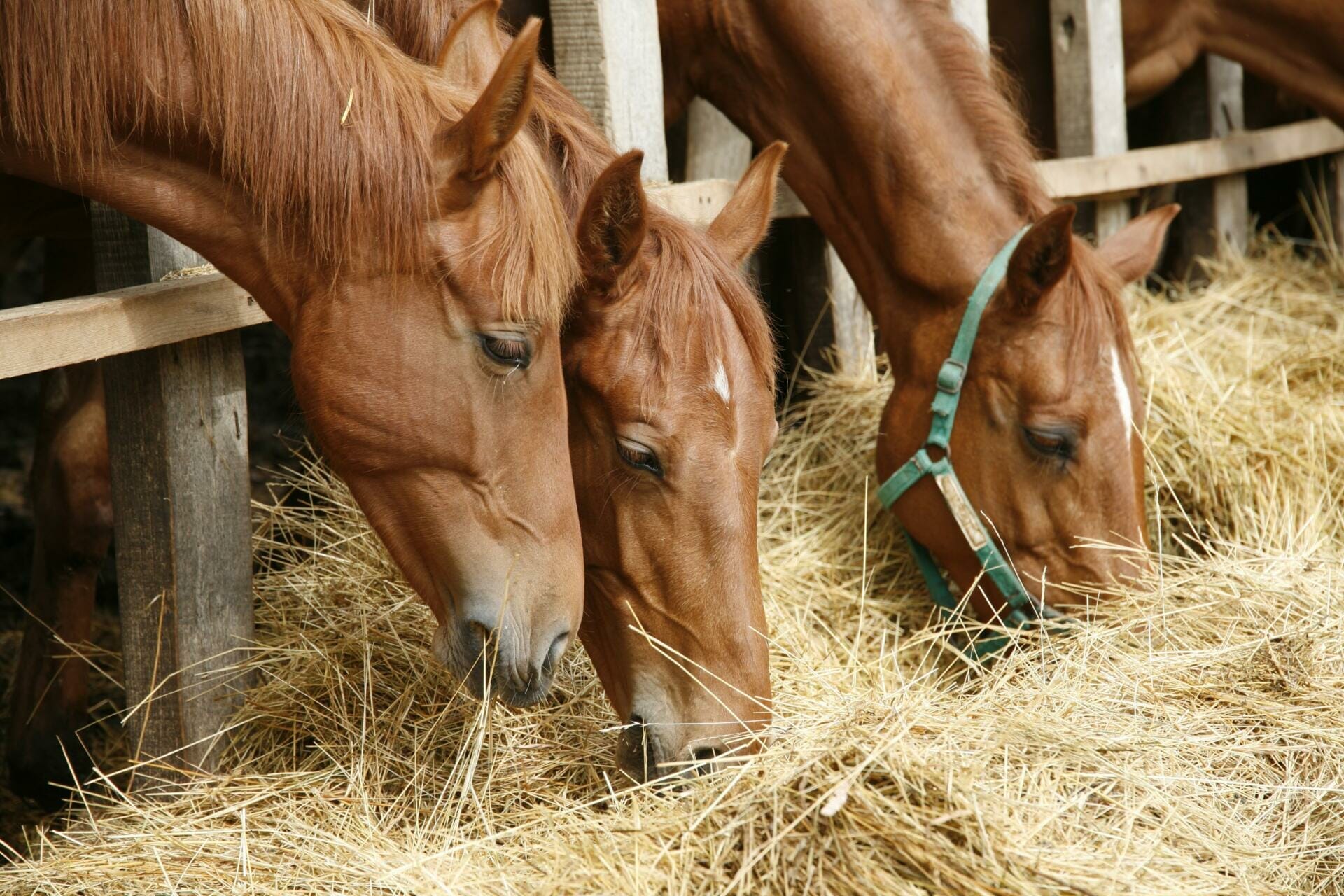 Is Forage All A Horse Needs is-forage-all-a-horse-needs