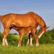 Mare with foal