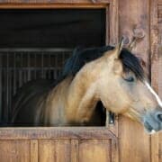 Horse looking out from his stable Horse looking out from his stable