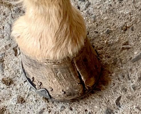 Cracked horse hoof