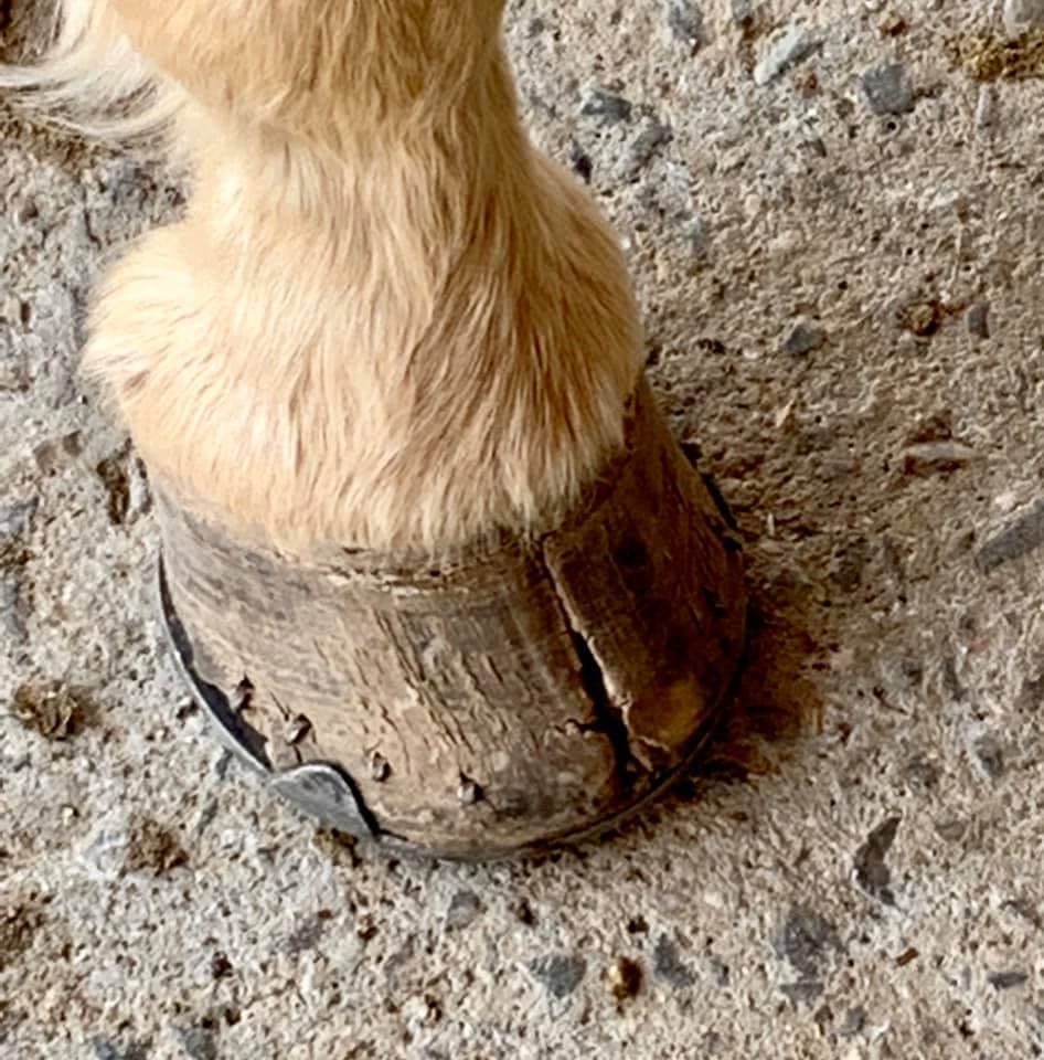 Cracked horse hoof