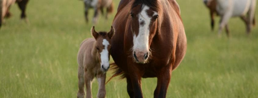 Mare on pasture with foal at foot