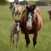 Mare on pasture with foal at foot