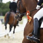 Award winning dressage horse Award winning dressage horse
