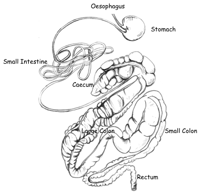 Horse GI Tract