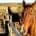 Horse standing at fence looking at camera