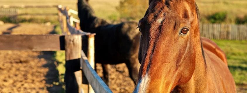 Horse standing at fence looking at camera