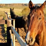 Horse standing at fence looking at camera