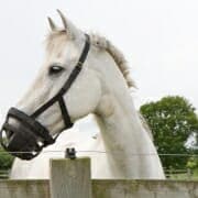 white horse wearing grazing muzzle Beautiful laminitis prone Horse wearing a grazing muzzle to control its intake of grass