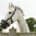 Beautiful laminitis prone Horse wearing a grazing muzzle to control its intake of grass