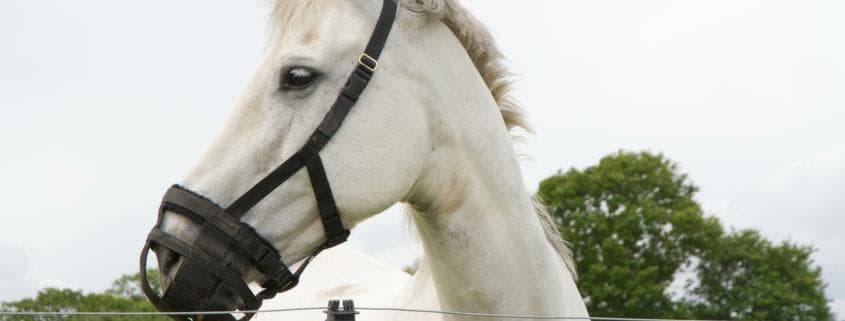 Beautiful laminitis prone Horse wearing a grazing muzzle to control its intake of grass